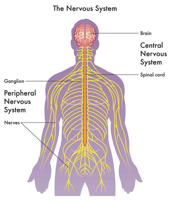 Brain & Neurological Conditions