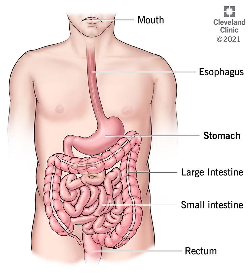 Digestive System Diseases