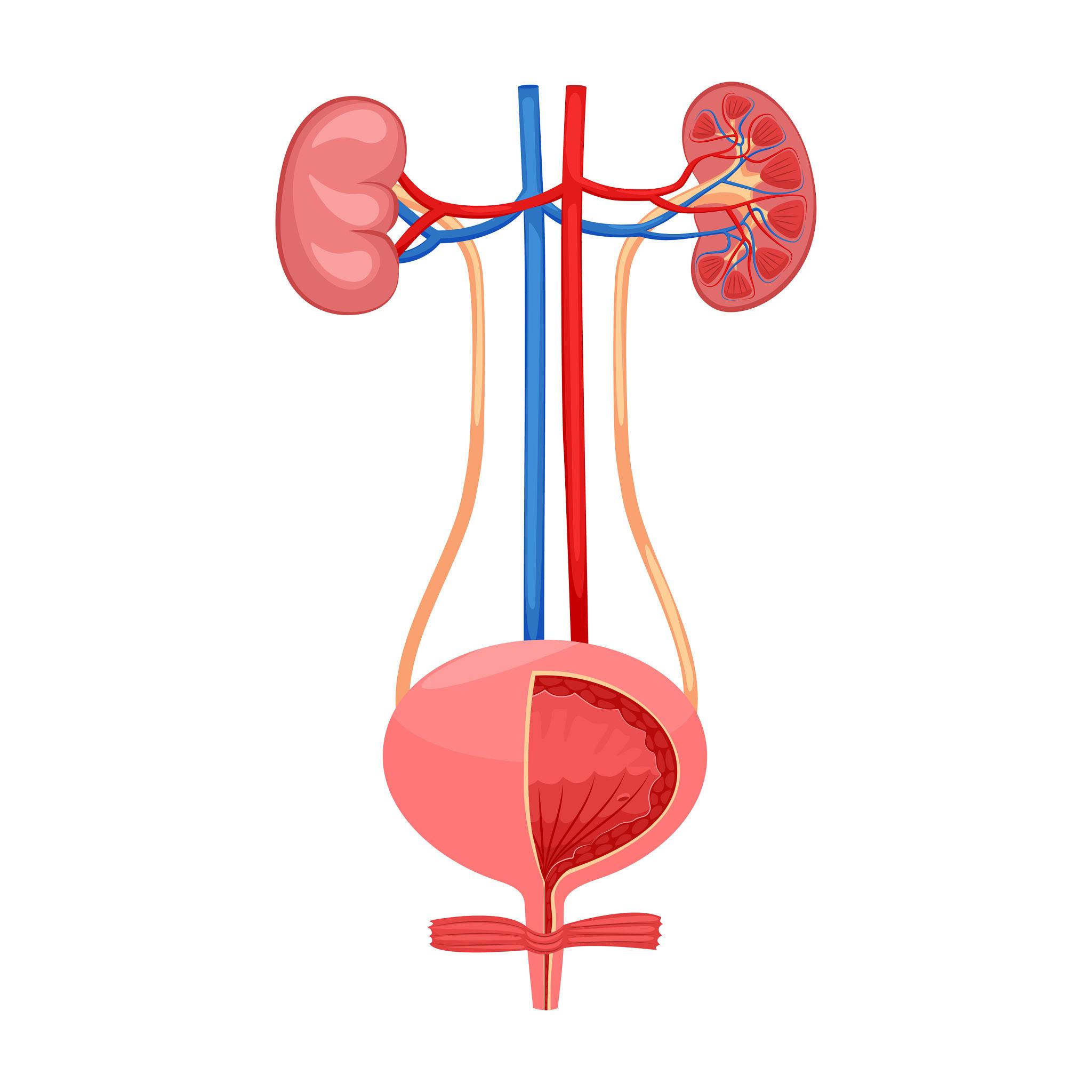 Kidney & Urinary Diseases