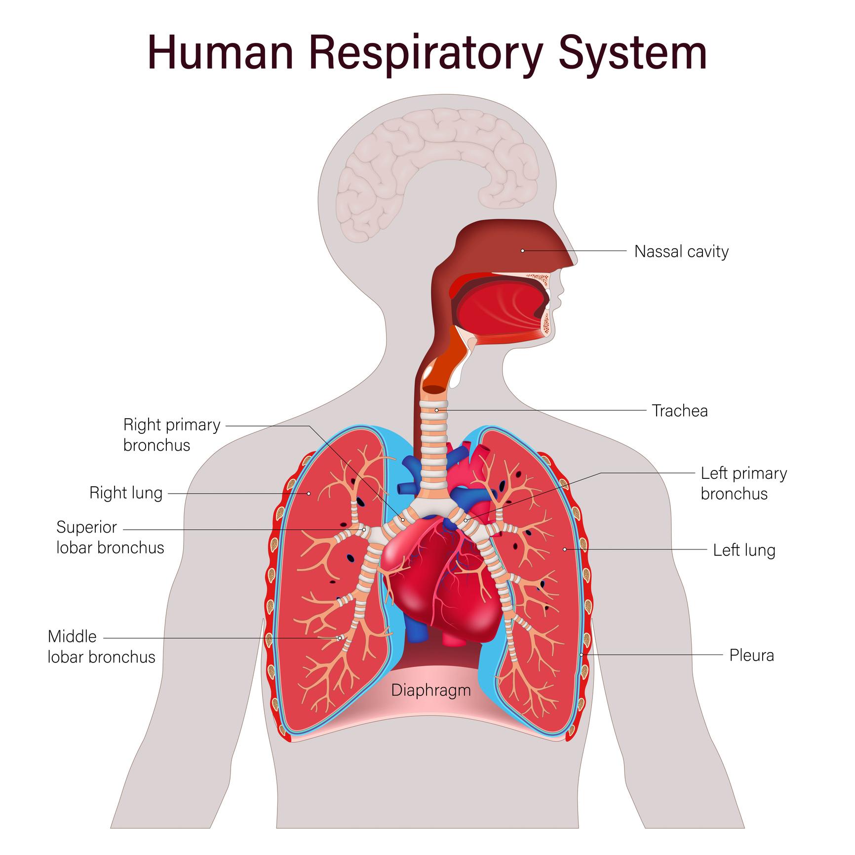 Respiratory Diseases